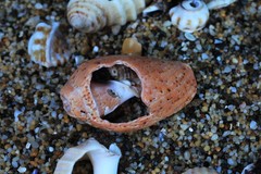 Cymbiola moretonensis