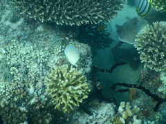 Chaetodon guttatissimus