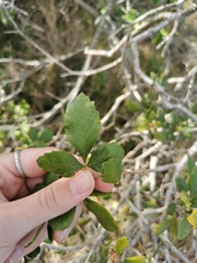 Rhoicissus tridentata tridentata