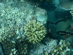 Chaetodon guttatissimus