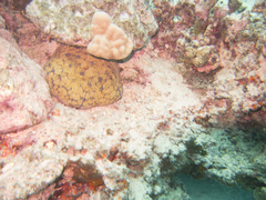 Culcita novaeguineae