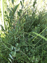 Salix repens