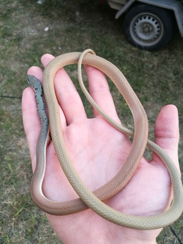 Dahl’s Whip Snake, Platyceps najadum
