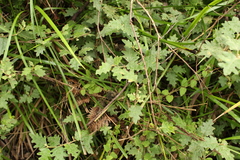 Tremandra stelligera