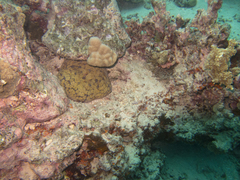 Culcita novaeguineae