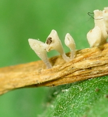 Calyptella gibbosa