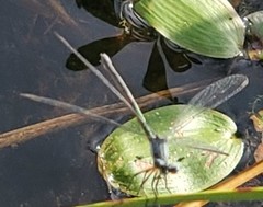 Lestes inaequalis