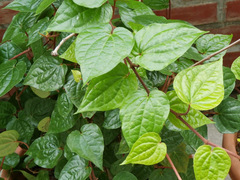 Angiospermae