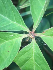 Pisaurina
