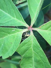 Pisaurina