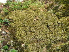 Pseudisothecium myosuroides