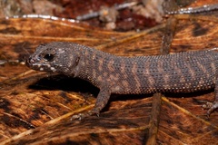 Prickly Forest Skink photo 2