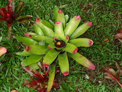 Aechmea caudata