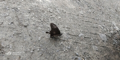 Papilio nephelus chaonulus
