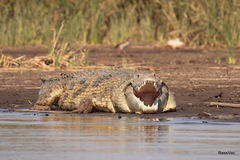 Crocodylus niloticus