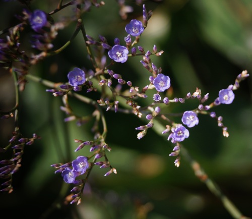 Limonium meyeri
