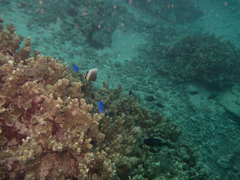 Porites rus