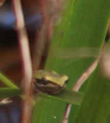 Litoria adelaidensis