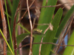 Litoria adelaidensis