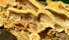 Steccherinum rawakense