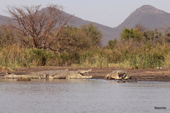 Crocodylus niloticus