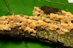 Steccherinum rawakense