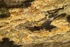 Steccherinum rawakense