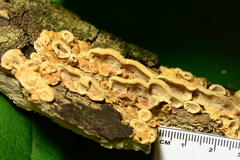 Steccherinum rawakense