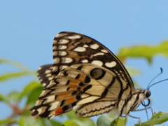 Papilio demoleus malayanus