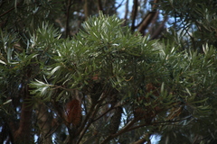 Banksia seminuda