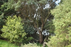 Banksia seminuda