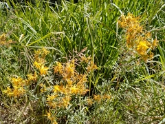 Hypericum scouleri