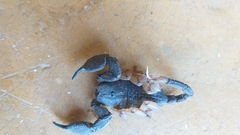 Hormuridae