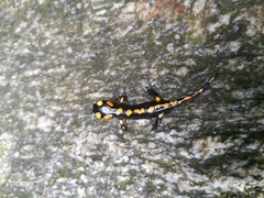 Salamandra