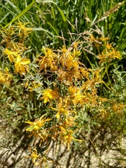 Hypericum scouleri