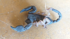 Hormuridae