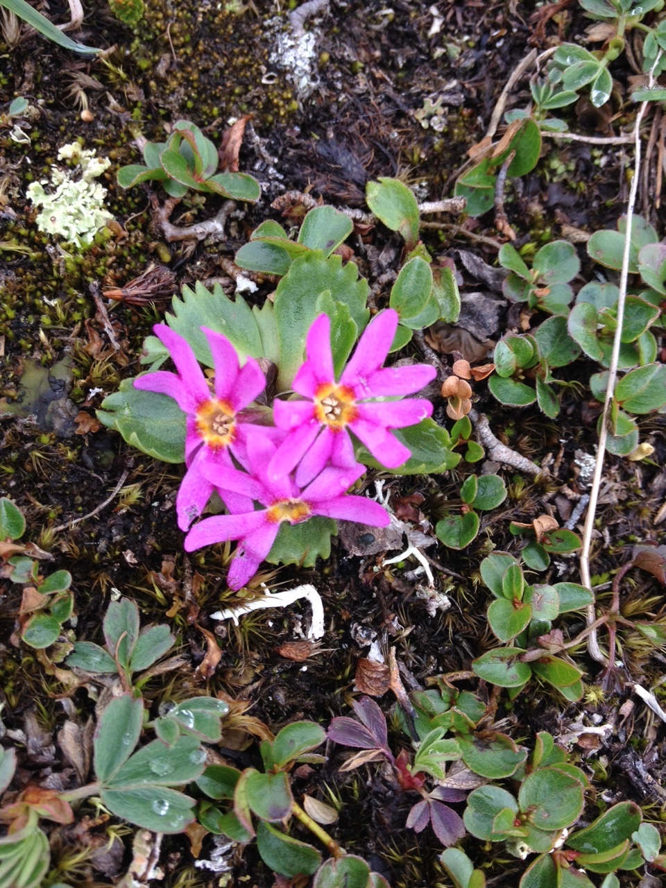 Primula cuneifolia ssp. saxifragifolia