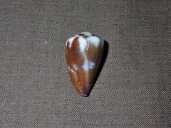 Conus rattus