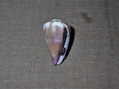Conus rattus