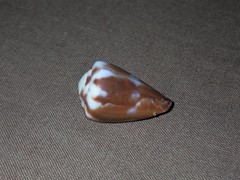 Conus rattus