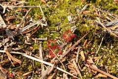 Drosera roseana