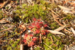 Drosera roseana