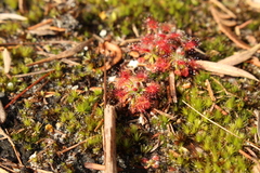 Drosera roseana