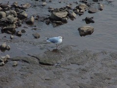 Chroicocephalus ridibundus