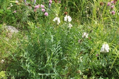 Oxytropis sordida