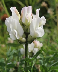 Oxytropis sordida