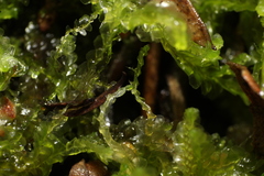 Lophocolea semiteres