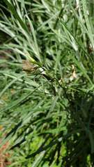Senecio quadridentatus