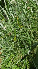 Senecio quadridentatus