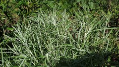 Senecio quadridentatus